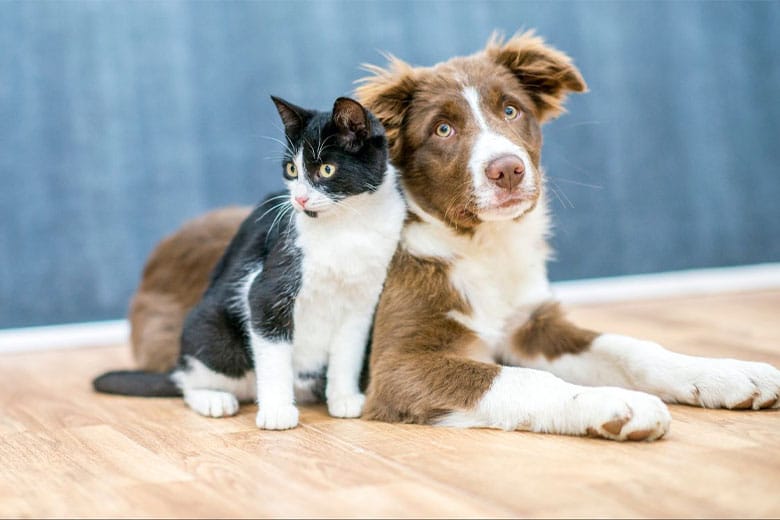 a cat and a dog sitting on lvp flooring.